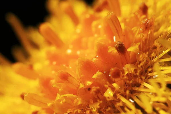 Macro Photo Beautiful Yellow Flower — Stock Photo, Image