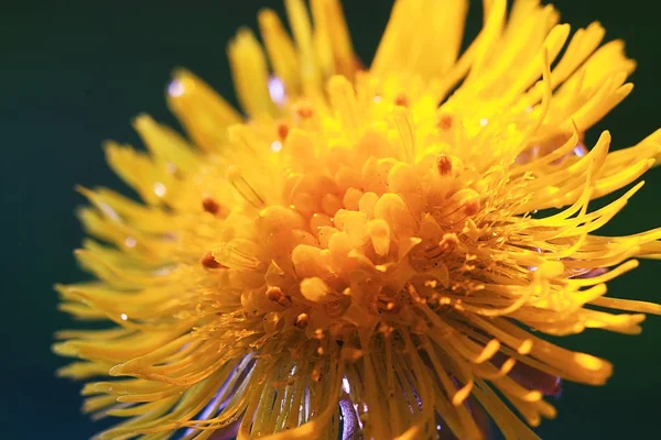 Macro Photo Beautiful Yellow Flower — Stock Photo, Image