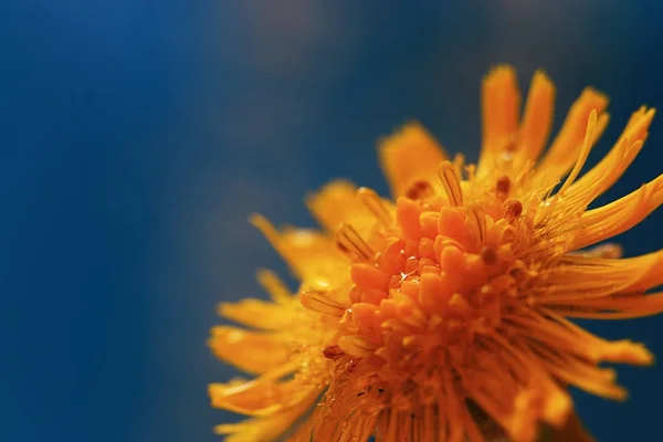 青い背景に美しい黄色の花のマクロ写真 — ストック写真