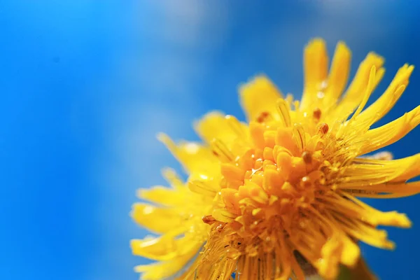 青い背景に美しい黄色の花のマクロ写真 — ストック写真