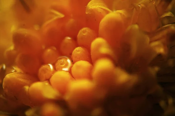 Macro Photo Beautiful Yellow Flower — Stock Photo, Image