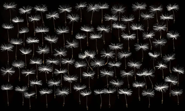 Karahindiba Paraşüt Tohumlar Koyu Arka Plan Üzerinde Kuru — Stok fotoğraf