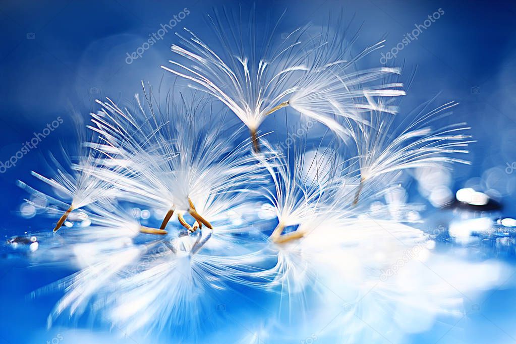 dry dandelion parachute seeds on light blue background. Summer nature wallpaper 