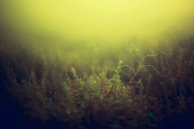 yosun deniz altındaki