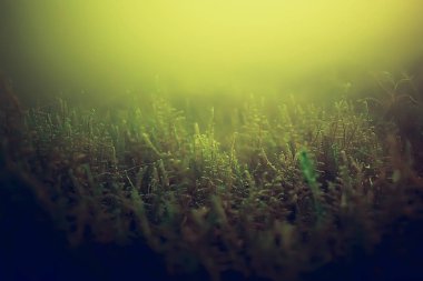 yosun deniz altındaki