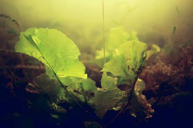 yosun deniz altındaki