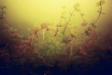 deniz altındaki yeşil yosun