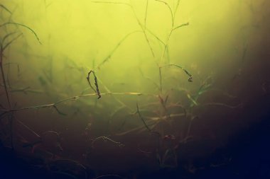 yosun deniz altındaki