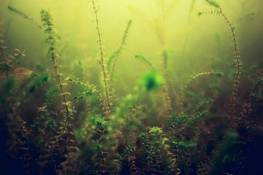 yosun deniz altındaki