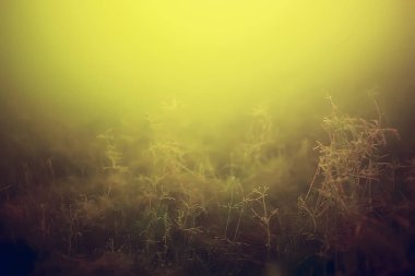 yosun deniz altındaki