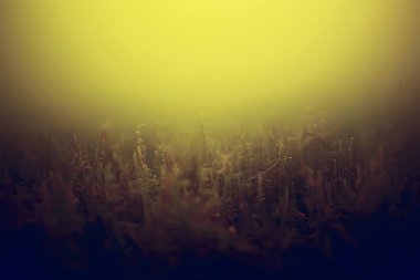 Spongilla, tatlı su sünger. Şaşırtıcı sualtı fauna 