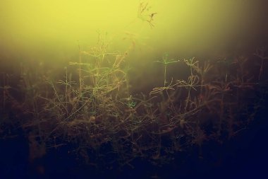 yosun deniz altındaki