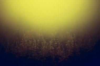 yosun deniz altındaki