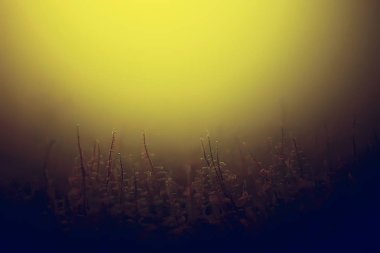 yosun deniz altındaki