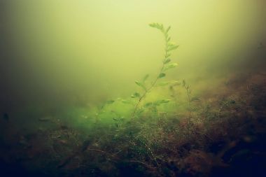 yosun deniz altındaki