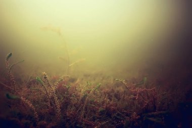 Spongilla, tatlı su sünger. Şaşırtıcı sualtı fauna 