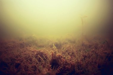 yosun deniz altındaki