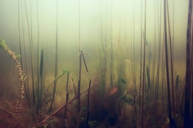 yosun deniz altındaki