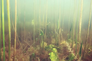 yosun deniz altındaki