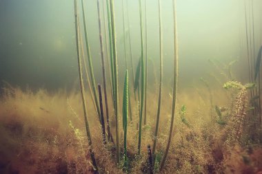 yosun deniz altındaki