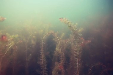 yosun deniz altındaki