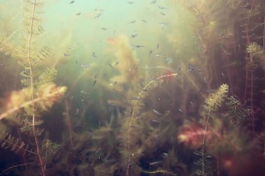 küçük bir balık sürüsü