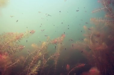 küçük bir balık sürüsü