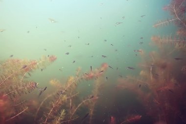 küçük bir balık sürüsü