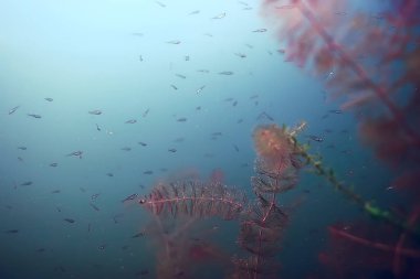 küçük bir balık sürüsü