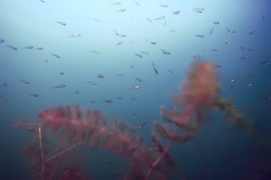 küçük bir balık sürüsü