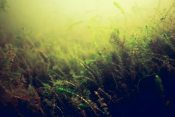 yosun deniz altındaki