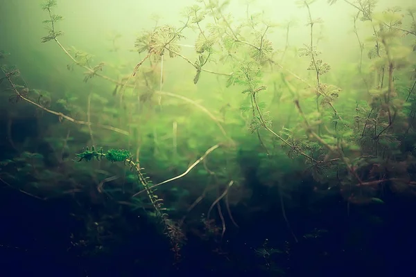 yosun deniz altındaki