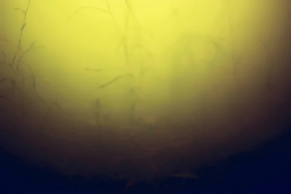 Seaweed on sea bottom — Stock Photo, Image