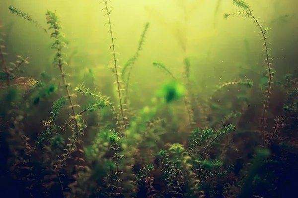 yosun deniz altındaki