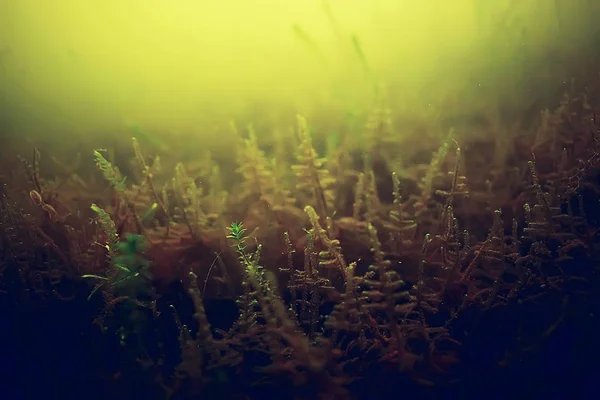 海底の海藻 — ストック写真