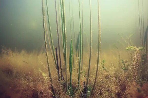 yosun deniz altındaki