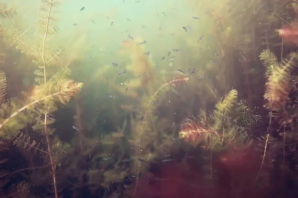 Manada de peces pequeños —  Fotos de Stock