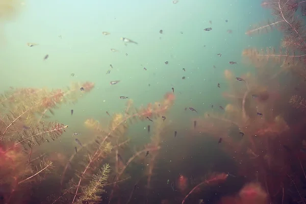 Manada de peces pequeños —  Fotos de Stock