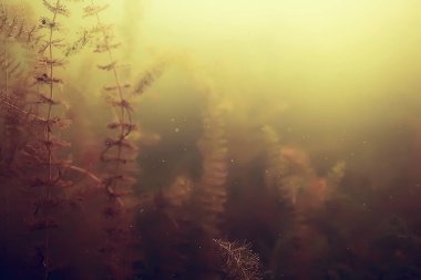 yosun deniz altındaki