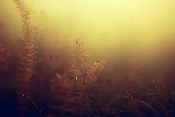 Algen auf dem Meeresboden — Stockfoto
