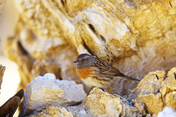 可爱的小鸟坐在岩石上 可爱的小鸟在自然栖息地 — 图库照片