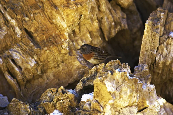 Burung Kecil Yang Lucu Duduk Atas Batu Burung Yang Indah — Stok Foto