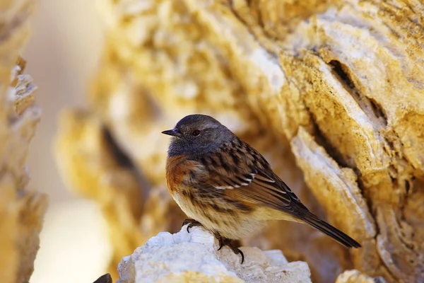 Cute Little Bird Sitting Rock Lovely Birdie Natural Habitat — Stock Photo, Image