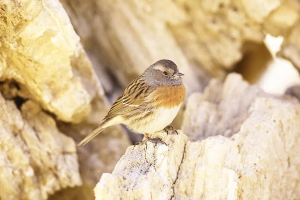 Mignon Petit Oiseau Assis Sur Rocher Beau Oiseau Dans Habitat — Photo