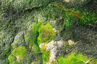 sıcak termal kaynakları