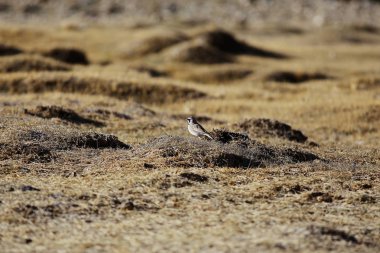 güzel sonbahar çimleri 