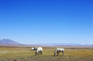 Tibet'te kutsal Mount Kailash   