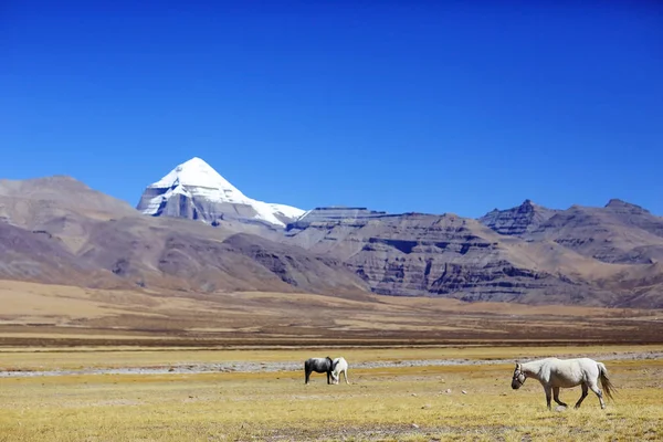 Hermosos caballos en el Tíbet — Foto de Stock
