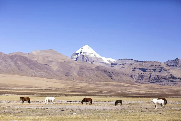 Hermosos caballos en el Tíbet — Foto de Stock