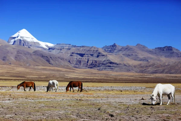 Belos cavalos no Tibete — Fotografia de Stock